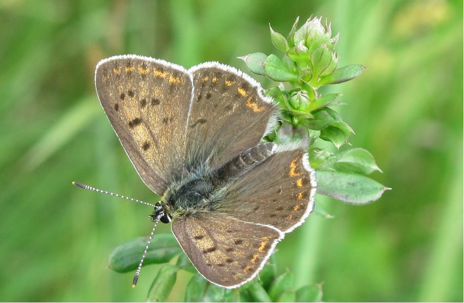 Lycaena tityrus?